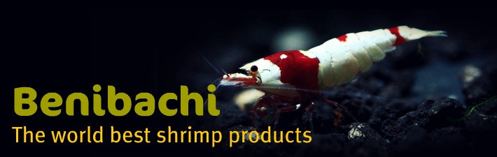 画像: 【NEW Distributor】Benibachi UＳＡ