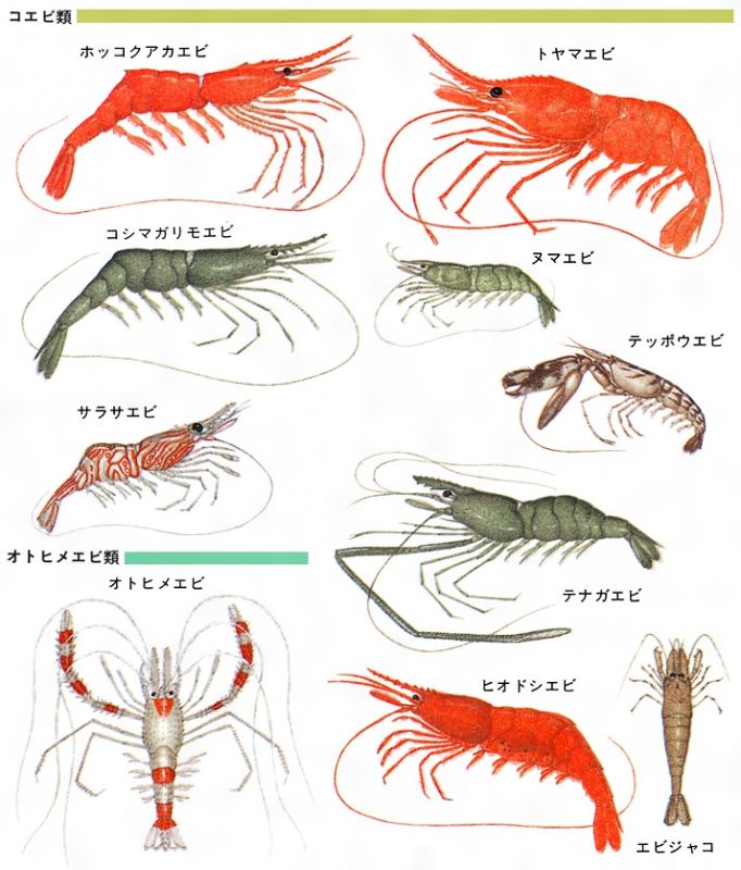 画像: 田舎のエビと町のエビ