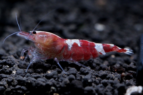 画像: 栄養満点