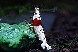 画像: パシャ、パシャ